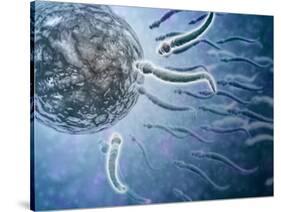 Microscopic View of Sperm Swimming Towards Egg-null-Stretched Canvas