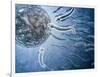 Microscopic View of Sperm Swimming Towards Egg-null-Framed Art Print