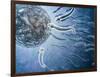 Microscopic View of Sperm Swimming Towards Egg-null-Framed Art Print