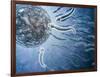 Microscopic View of Sperm Swimming Towards Egg-null-Framed Art Print