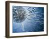 Microscopic View of Sperm Swimming Towards Egg-null-Framed Art Print