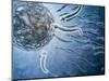 Microscopic View of Sperm Swimming Towards Egg-null-Mounted Art Print
