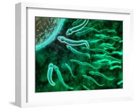 Microscopic View of Sperm Swimming Towards Egg-null-Framed Art Print