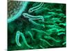 Microscopic View of Sperm Swimming Towards Egg-null-Mounted Art Print