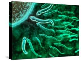 Microscopic View of Sperm Swimming Towards Egg-null-Stretched Canvas