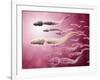 Microscopic View of Sperm Traveling Towards Egg-null-Framed Art Print