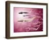 Microscopic View of Sperm Traveling Towards Egg-null-Framed Art Print
