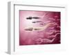 Microscopic View of Sperm Traveling Towards Egg-null-Framed Art Print