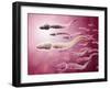 Microscopic View of Sperm Traveling Towards Egg-null-Framed Art Print