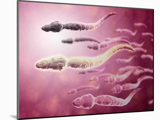 Microscopic View of Sperm Traveling Towards Egg-null-Mounted Art Print