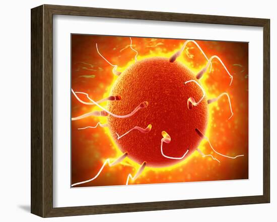 Microscopic View of Sperm Traveling Towards Embryo-Stocktrek Images-Framed Premium Photographic Print