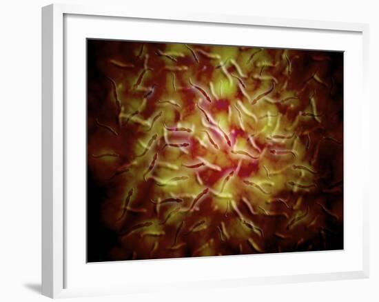 Microscopic View of Sperm-Stocktrek Images-Framed Photographic Print