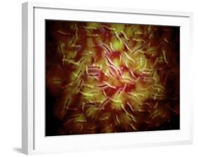 Microscopic View of Sperm-Stocktrek Images-Framed Photographic Print