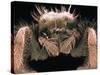 Microscopic View of Spider-Jim Zuckerman-Stretched Canvas