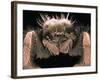 Microscopic View of Spider-Jim Zuckerman-Framed Photographic Print