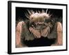 Microscopic View of Spider-Jim Zuckerman-Framed Photographic Print