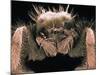 Microscopic View of Spider-Jim Zuckerman-Mounted Photographic Print