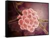 Microscopic View of Stachybotrys-null-Framed Stretched Canvas