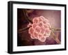 Microscopic View of Stachybotrys-null-Framed Art Print