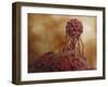 Microscopic View of Stem Cell Development-null-Framed Art Print