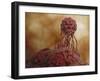 Microscopic View of Stem Cell Development-null-Framed Art Print