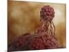 Microscopic View of Stem Cell Development-null-Mounted Art Print