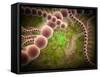 Microscopic View of Streptococcus Pneumoniae-Stocktrek Images-Framed Stretched Canvas