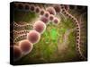 Microscopic View of Streptococcus Pneumoniae-Stocktrek Images-Stretched Canvas