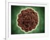 Microscopic View of the Capsid Protein of Nudaurelia Capensis Omega Virus-null-Framed Art Print