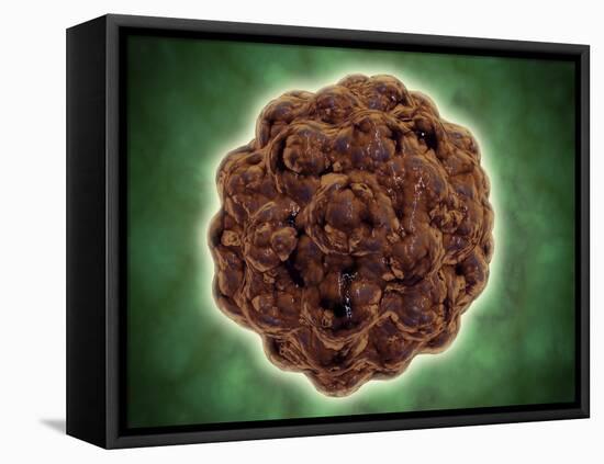 Microscopic View of the Capsid Protein of Nudaurelia Capensis Omega Virus-null-Framed Stretched Canvas