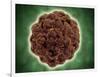 Microscopic View of the Capsid Protein of Nudaurelia Capensis Omega Virus-null-Framed Art Print