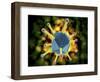 Microscopic View of the Common Cold Virus-null-Framed Art Print