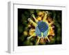 Microscopic View of the Common Cold Virus-null-Framed Art Print