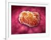 Microscopic View of Tumor-null-Framed Art Print