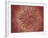 Microscopic View of Yellow Fever Virus-null-Framed Art Print