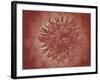 Microscopic View of Yellow Fever Virus-null-Framed Art Print