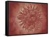 Microscopic View of Yellow Fever Virus-null-Framed Stretched Canvas