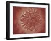 Microscopic View of Yellow Fever Virus-null-Framed Art Print