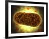 Microscopic View of Yersinia-null-Framed Art Print