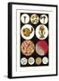 Microscopic Views of Plants and Beetles-James Sowerby-Framed Art Print