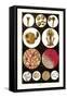 Microscopic Views of Plants and Beetles-James Sowerby-Framed Stretched Canvas