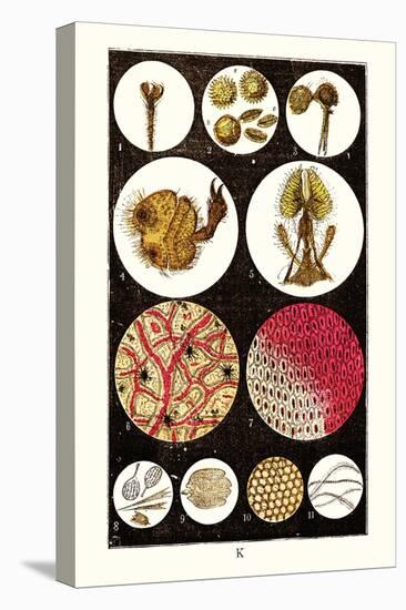 Microscopic Views of Plants and Beetles-James Sowerby-Stretched Canvas