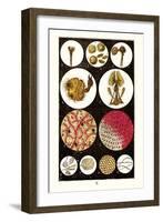 Microscopic Views of Plants and Beetles-James Sowerby-Framed Art Print