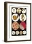 Microscopic Views of Plants and Beetles-James Sowerby-Framed Art Print