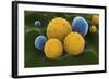 Microscopic Visualization of Grass Pollen Grains-Stocktrek Images-Framed Art Print
