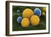 Microscopic Visualization of Grass Pollen Grains-Stocktrek Images-Framed Art Print