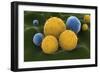 Microscopic Visualization of Grass Pollen Grains-Stocktrek Images-Framed Art Print