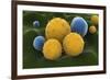 Microscopic Visualization of Grass Pollen Grains-Stocktrek Images-Framed Art Print