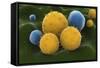 Microscopic Visualization of Grass Pollen Grains-Stocktrek Images-Framed Stretched Canvas