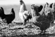 Chickens Black and White-Microstock Man-Photographic Print